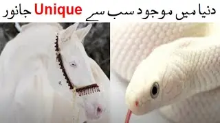 9 Most Rare White Animals In The World Urdu | white animals|unique animal in the world| Abu bakar TV
