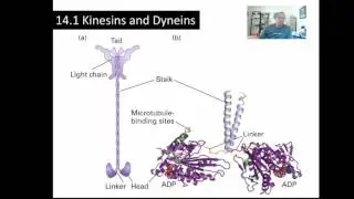 Chapter 14 Su2016 P1 Kinesins and Dyneins
