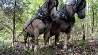 Horse pulling trying something different