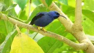 Purple Honeycreeper