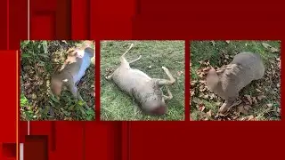 Three deer carcasses left abandoned in Radford