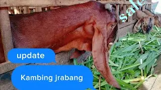 Spesial kambing jrabang jaran gulo jowo Jawa randu 