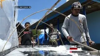 Kamu Harus Tau!!! Ada Garam Rakyat PREMIUM - NET YOGYA
