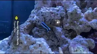Cade 600 s2 aquarium.  Added Dr wrasse  fish .. before adding other fishes &hellip;