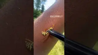 European Paper Wasp Sting! 💥