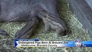 Endangered pigs born at Brevard zoo