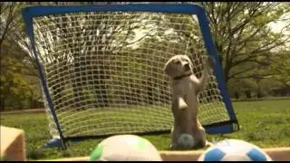 Fastest Tortoise, Biggest Cowboy Boots Newest World Record-holders