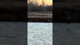 Воздушная акробатика голубой цапли. Не обращайте внимания на кафе 