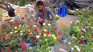 Verbena Plant Hybrid Vinca Plant Dianthus Plant Petunia Plant Marigold Plant Caladium Plant |Talahat