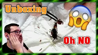 Unboxing - Totale Katastrophe