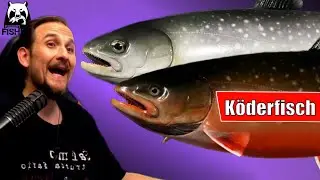 Russian Fishing 4 - Ladogasee - Klotzsaibling, Saibling auf K&ouml;derfisch