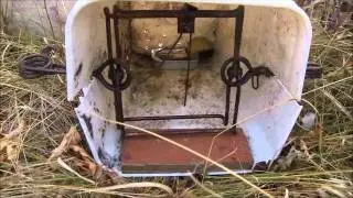 Skunk Trapping
