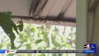 What to know about the invasive Elm Seed Bugs running rampant throughout Utah