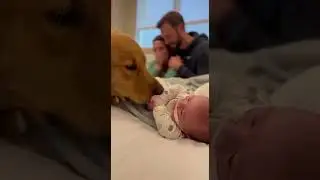 Golden Retriever&rsquo;s Heart-Melting Moment with Sick Baby