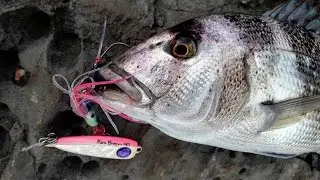 Inchiku shore jigging. Dentex & Lizard. C&R. 05.11.2016