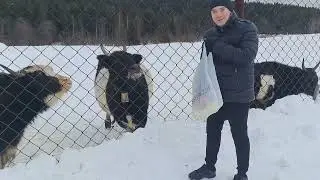 Висимская зооферма, г. Нижний Тагил