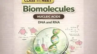 Nucleic Acids: DNA & RNA | Class XI & NEET Biology | NCERT notes 