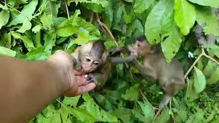 Update Baby Monkey In Mahanokor Group, Bill And Alberto ☺️☺️