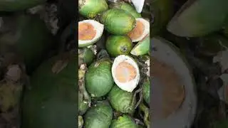Nyirih/Nginang, Tradisi Kuno Masa Lalu