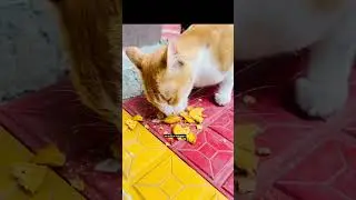 🐱#C#CatV#CatLov#Cu#CatLi#Ca#F#Kitt#Me#Cat😂#Funn#Ca#CatFa#CatMemes#C🎥#Kitt#Cat#ASM#C#Tal🐾
