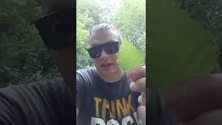 Из какой березы делать веники.