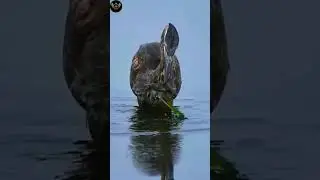Great-billed Heron Catching fish #nature #birds #shorts #birdfishing