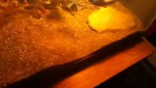 Banded gecko care update