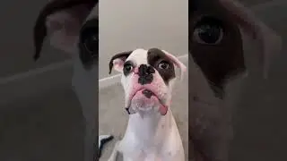 Say cheese fwank #funny #cute #puppy #dog #fyp