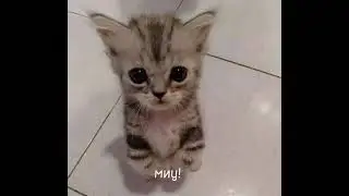миу мау