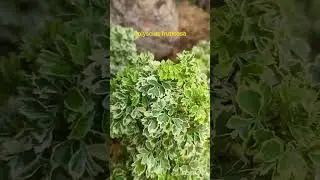 Selected plants i saw