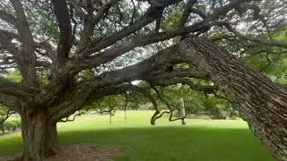 Entry #56 | Boy in the Tree | Feb 15, 2023 | Brisbane International Airport, Queensland, Australia