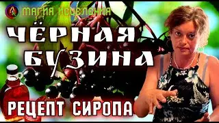 Чёрная Бузина, рецепт сиропа | Как сделать сироп из бузины, бузина черная польза и вред