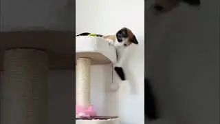 Guilty Pets Caught In The Act! 🫢 (Hilarious) #catfails #dogfails #funnyanimals