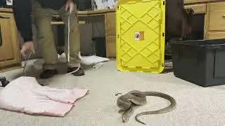 Egyptian Cobra and Green Mamba Unboxing