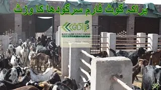 براکہ گوٹ فارم سرگودھا کا وزٹ Barakah Goat Farm Visit