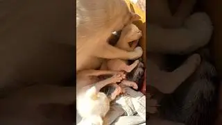 Mom&rsquo;s Love Is Non-Stop 😅 | Kittens Get Tired of Too Much Affection 🥺🐾