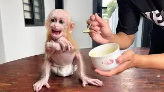 Cute Baby Monkey&rsquo;s Priceless Reaction to Baby Food for the First Time 🍼🐒