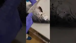 comment fileter un saumon-how to fillet a salmon-c&aacute; hồi