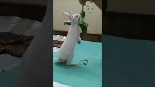 #sort#rabbit#animal#bunny#cute#pets#funny#love#sortvideo#sorts#vairalshort#vairal#vairalvideo#vairl