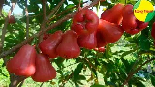 10 Frutas Exóticas da Tailândia