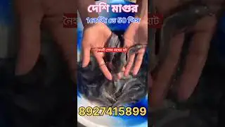 Desi mangur, Desi mangur, দেশি মাগুর #fish #viral #fishing #shortsfeed #vlog #shorts #shortvideo