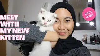 ADOPSI KITTEN LUCUUU!! - SCOTTISH FOLD, APA SAJA YANG PENTING UNTUK MELIHARA KUCING?