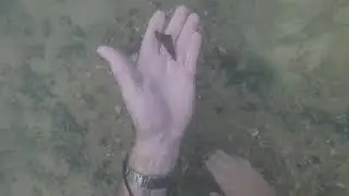 Shark tooth hunting in the river