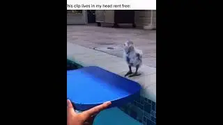 Birds don't swim (voiceover by dulo) #memes #funnyanimals