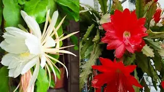 Dicas de cultivo do cacto orquídea ou Epiphyllum 🌵🇵🇹