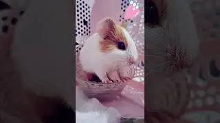 Tiny Haru on his first day, curled in his food bowl 🐾🥰 so small, so curious, pure cuteness!