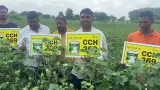 VERITY crystal seeds  CCH 369