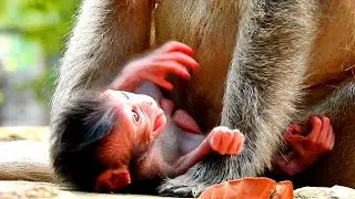 Pity Newborn crying till red face Jade wrong put her on poor place,Newborn crying nervous strangely