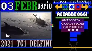 TG1 sera 03 FEBBRaio 2021 S.O.S. delfini