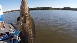 Huge Snakehead Caught while Tournament Fishing on the Potomac River